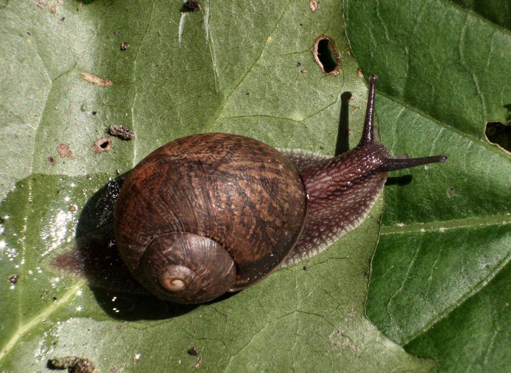 chiocciola da identificare